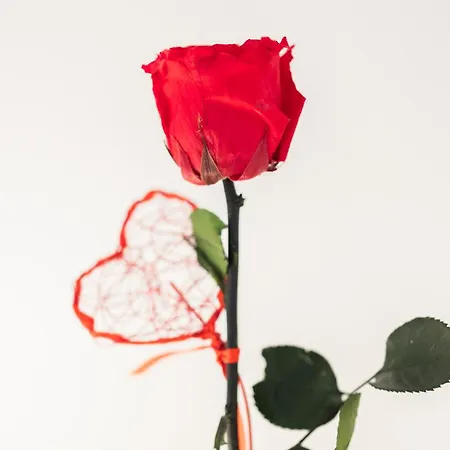 Inazio Deuna - Baskeyrentals